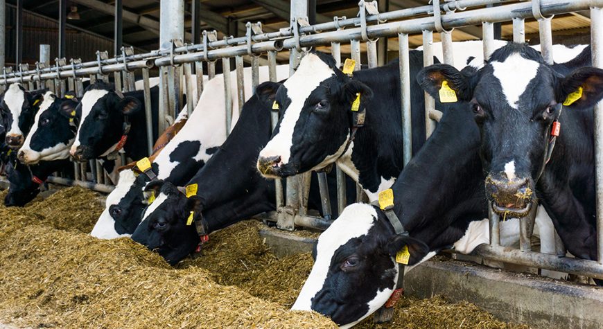 Al Sraiya Extends its Own Farm to Support and Augment the Local Demands in Qatari Market