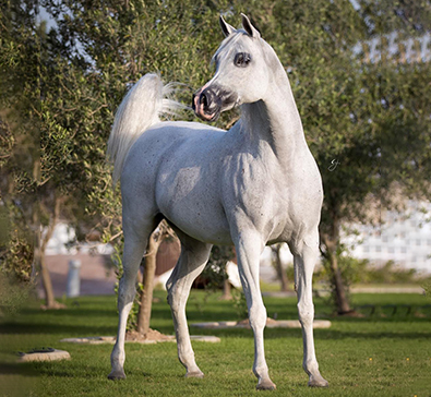 Al Sraiya Stud